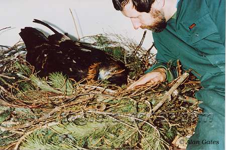 Golden Eagle incubating